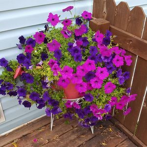 Meet your Posher, Cynthia